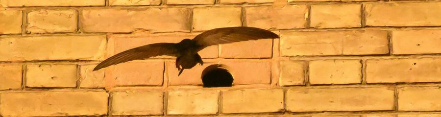 Bird box eco-habitat